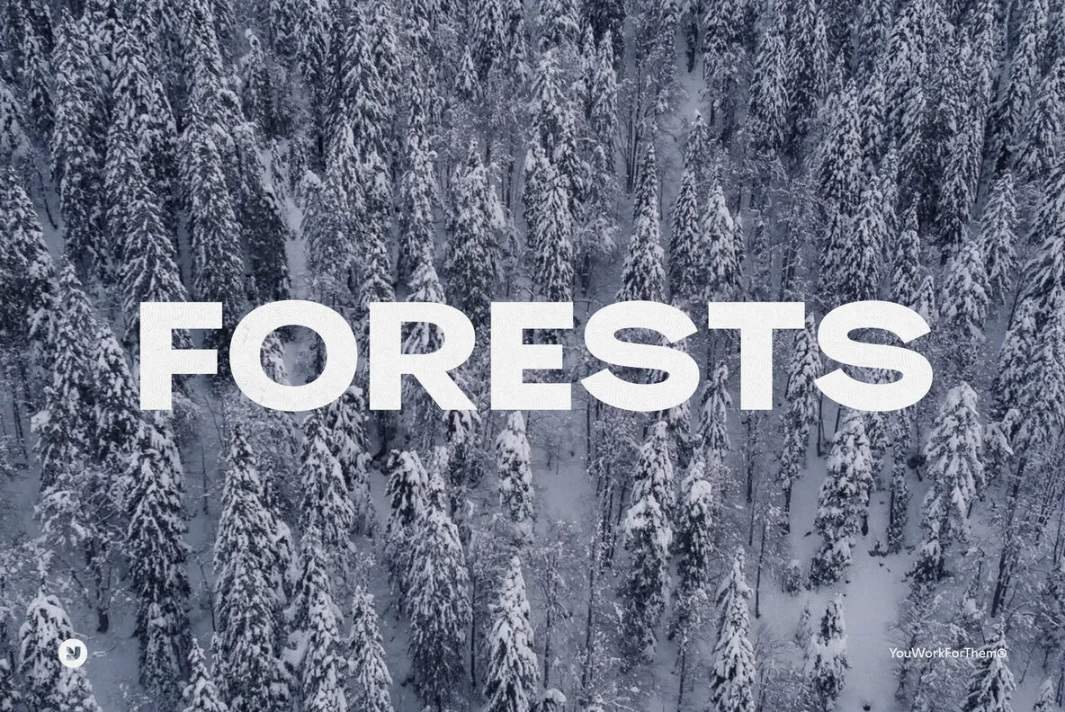 Forest Videos Collection