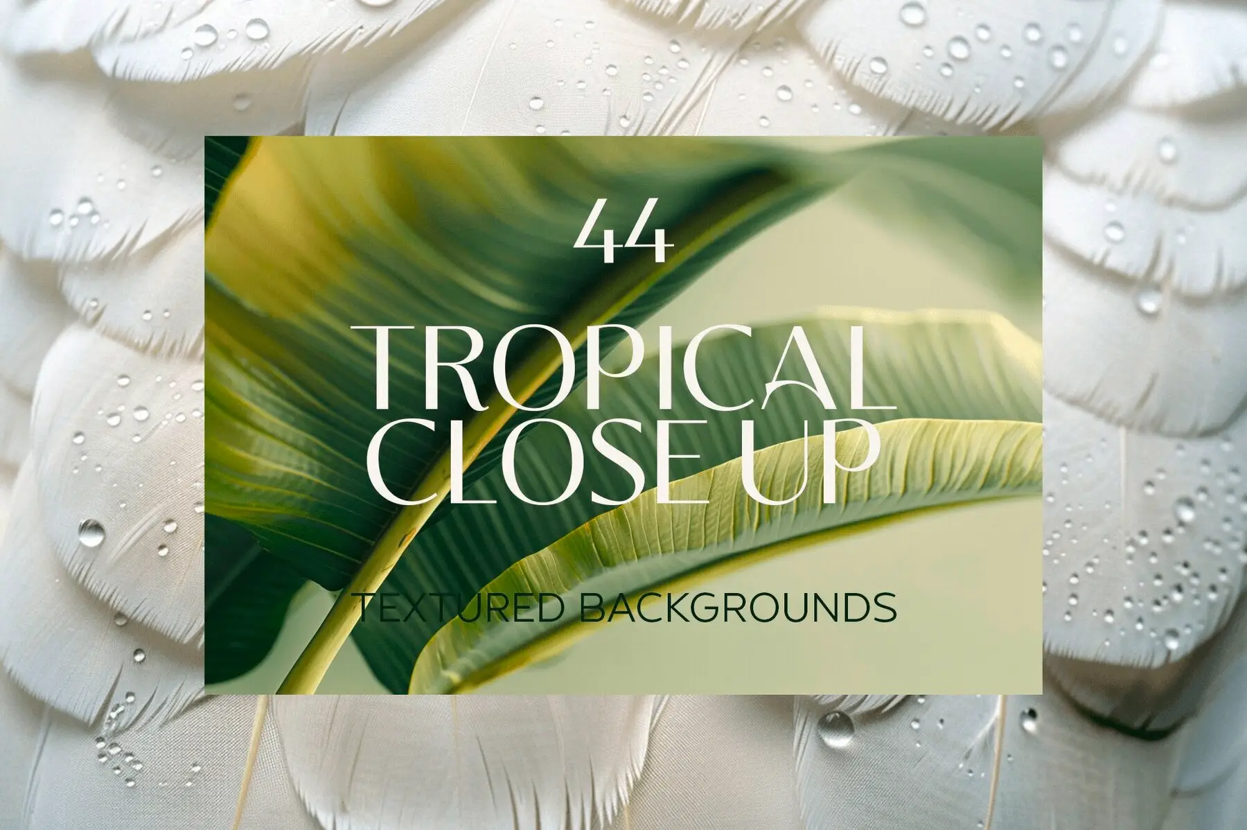 Tropical Close up Wallpapers