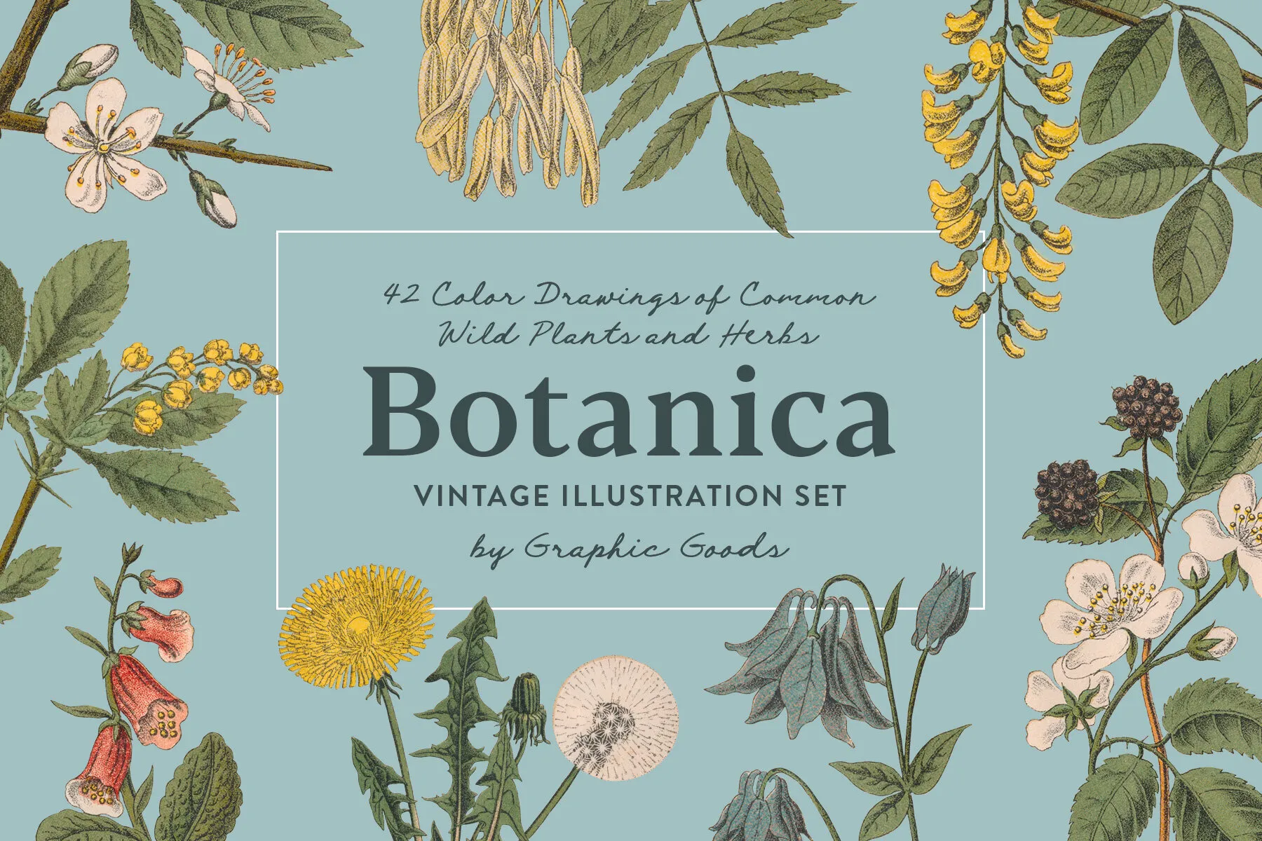 Botanica Vintage Illustrations