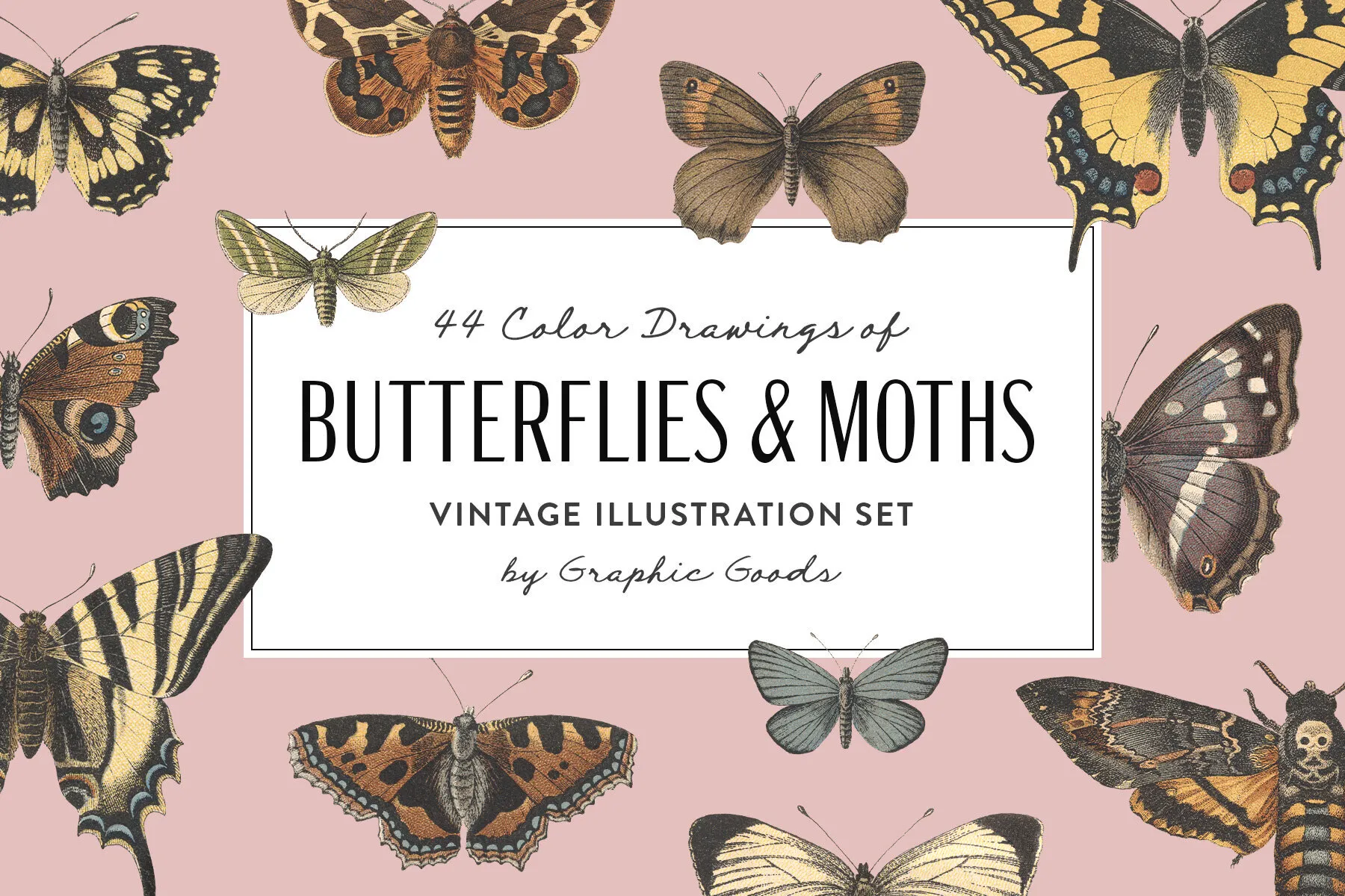 Butterflies and Moths Vintage Illustrations