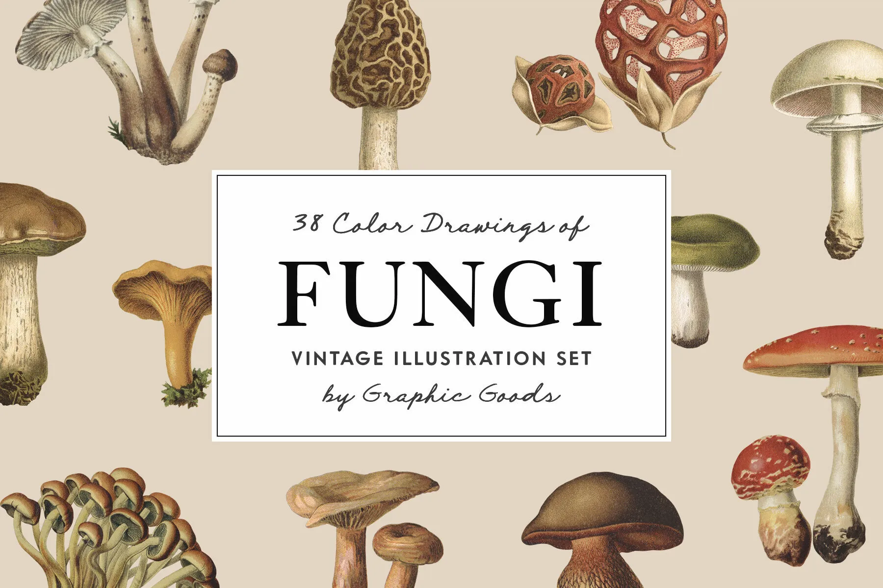 Fungi Vintage Mushroom Illustrations