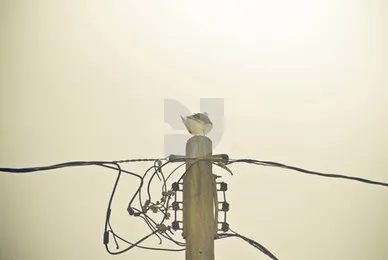 Birds  Wire