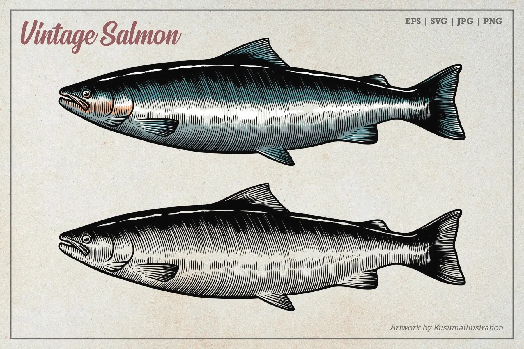 Vintage Salmon Illustration