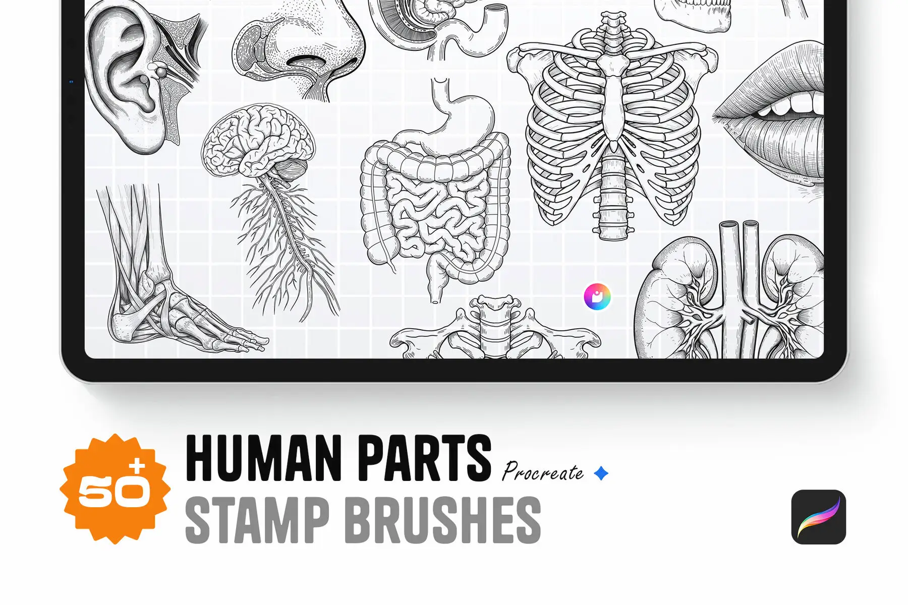 Human Parts - Procreate Stamp Brushes