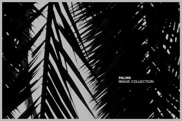 Palms 01
