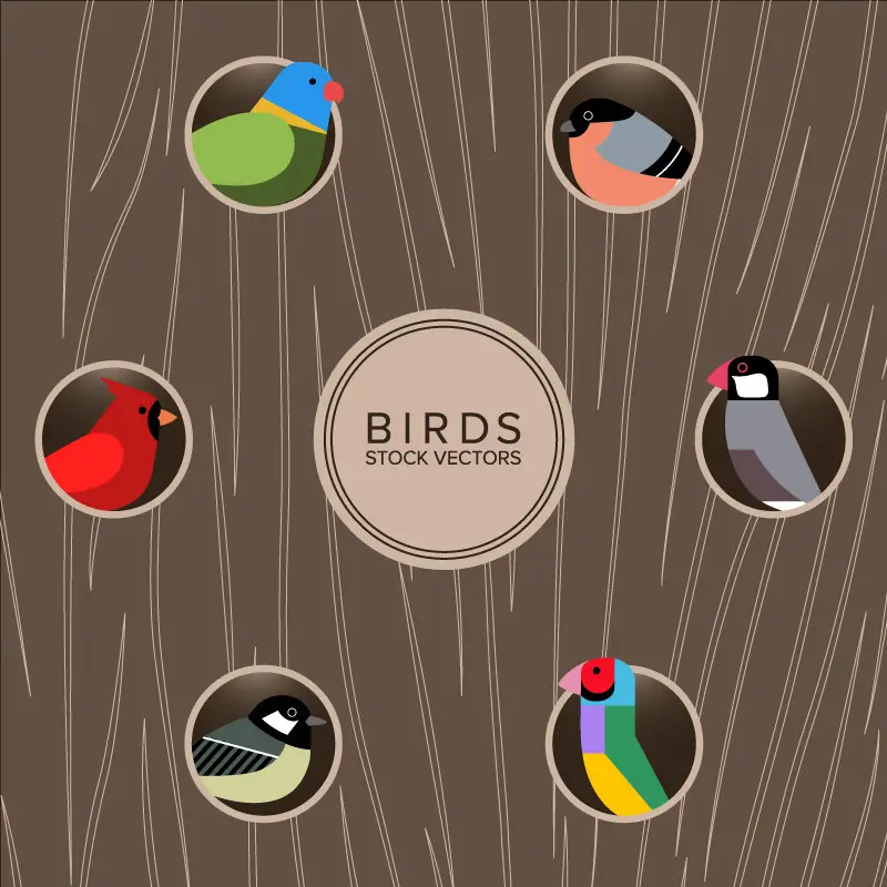 Birds Animals - YouWorkForThem