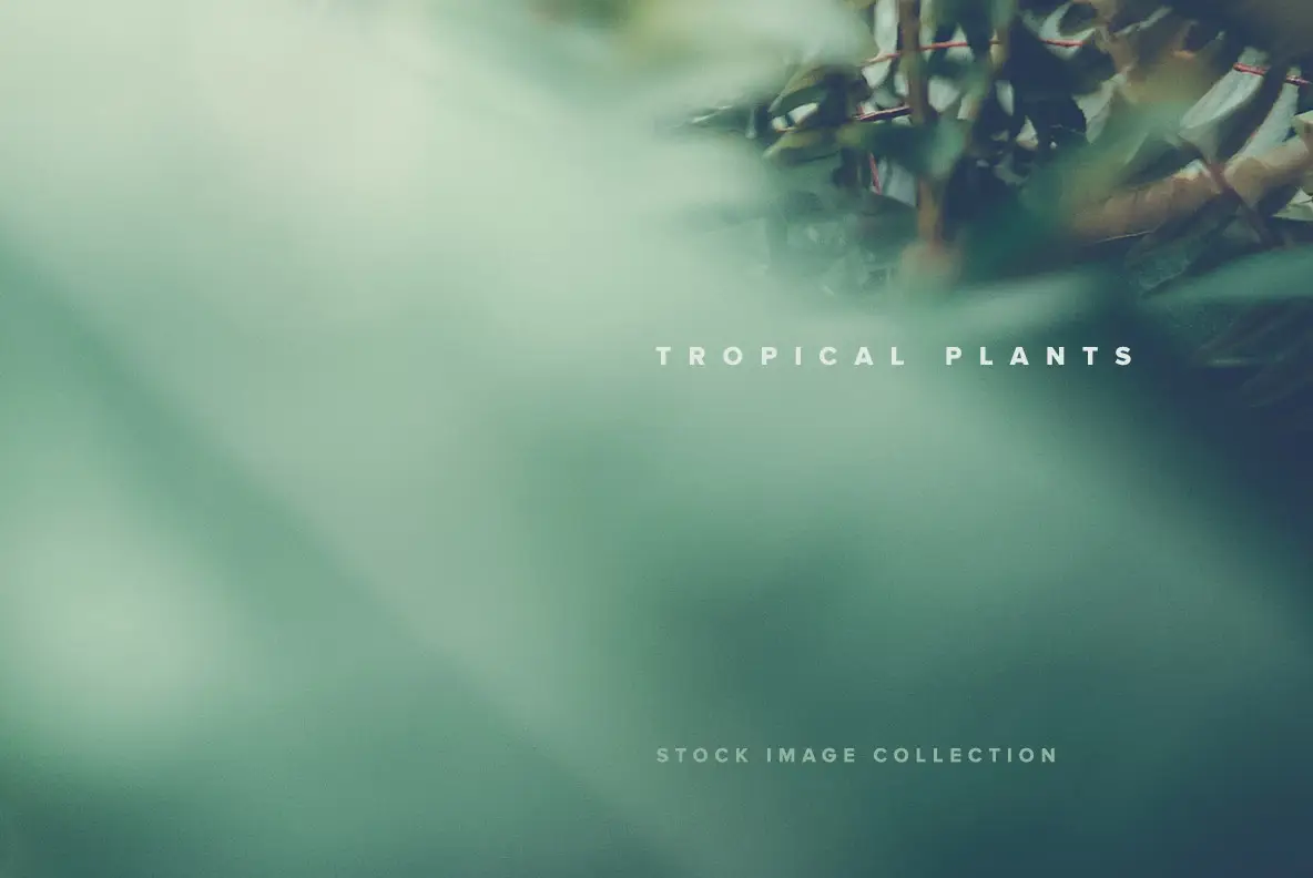 Tropical Plants