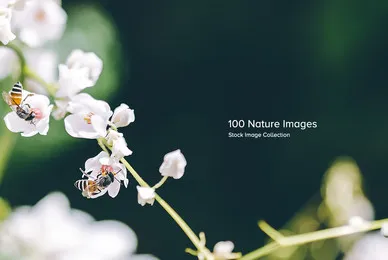 100 Nature Images