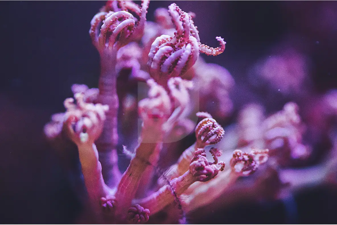 Abstract Coral Abstract - YouWorkForThem