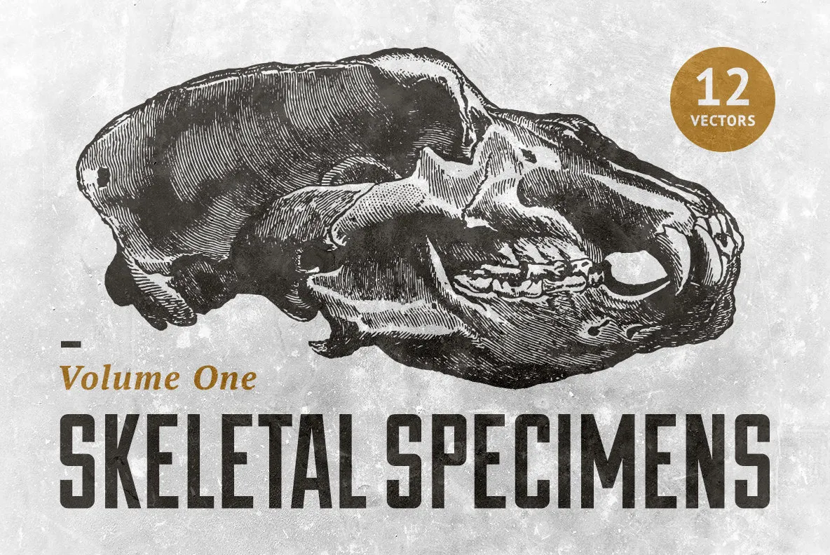 Skeletal Specimens Vol.1