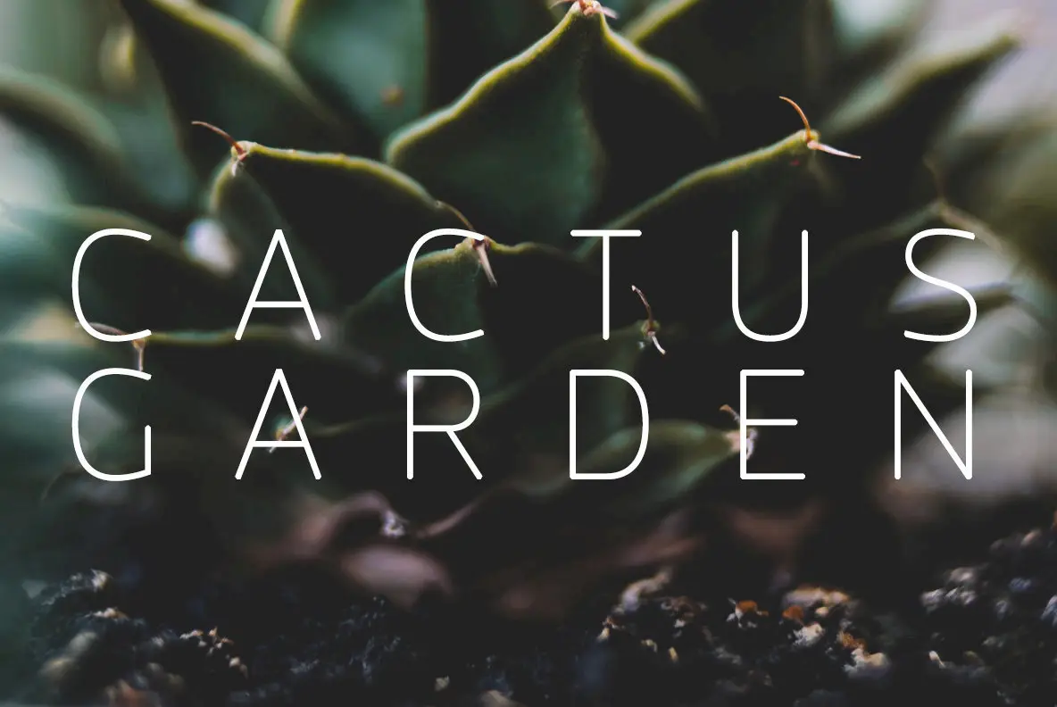 Cactus Garden