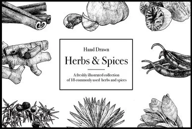 Hand Drawn Herbs  Spices