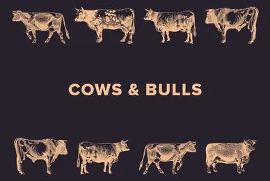 Cows  Bulls