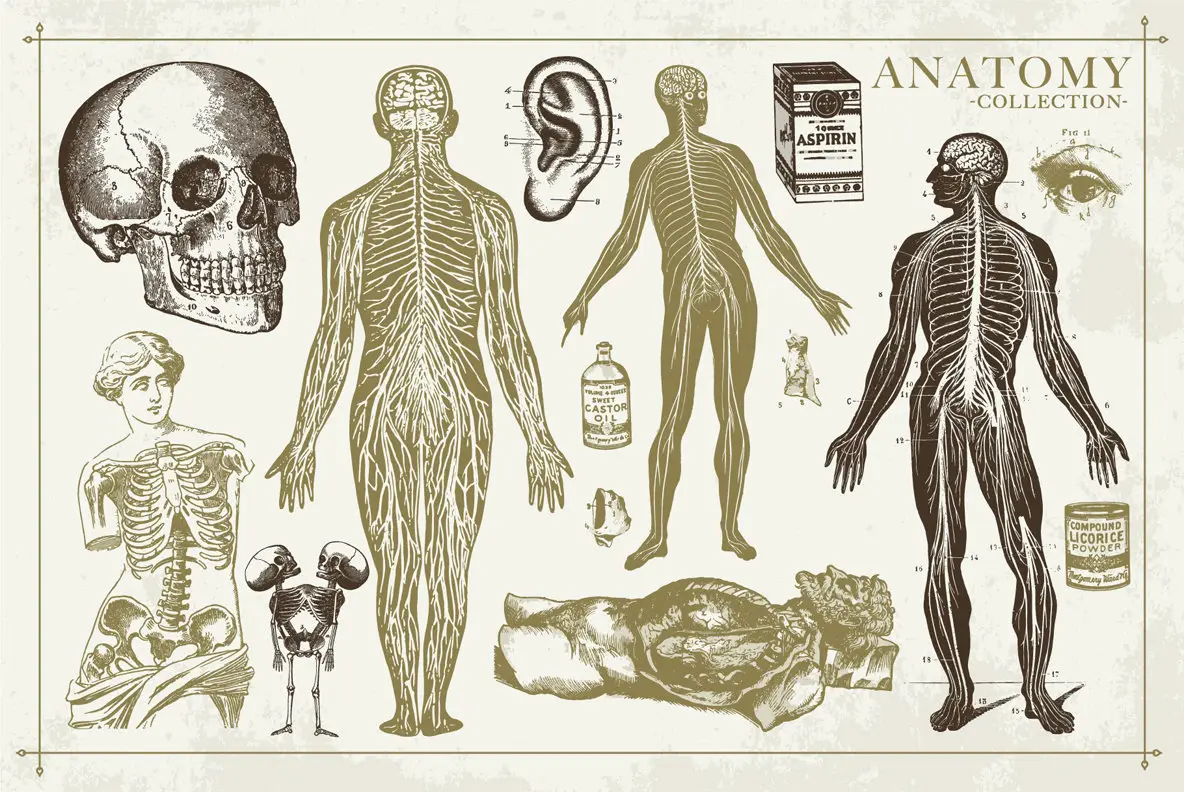 100 Vintage Anatomy Vector Illustrations Graphics - YouWorkForThem