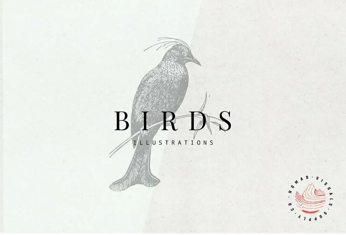 Birds Illustrations