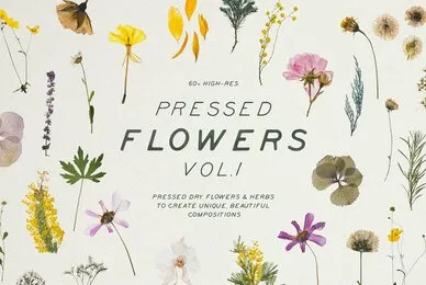 Pressed Dry Flowers  Herbs Vol 1