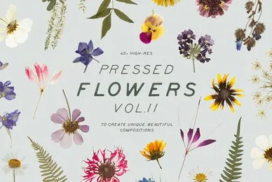 Pressed Dry Flowers  Herbs Vol 2