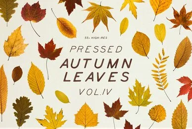 Pressed Autumn Leaves Vol 4