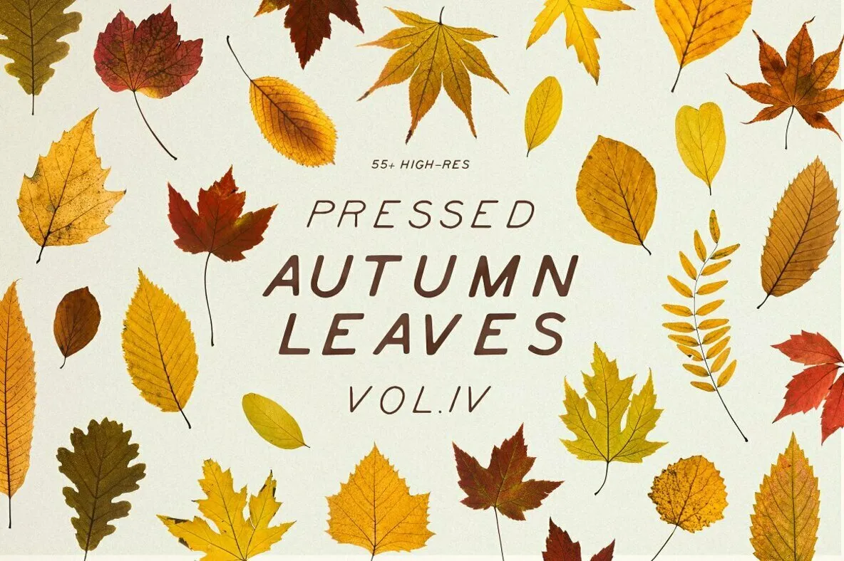 Pressed Autumn Leaves Vol.4