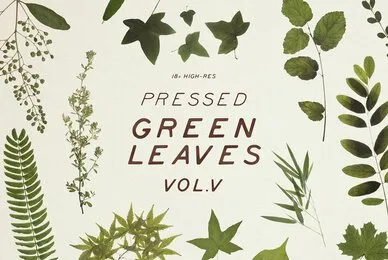 Pressed Green Leaves Vol 5