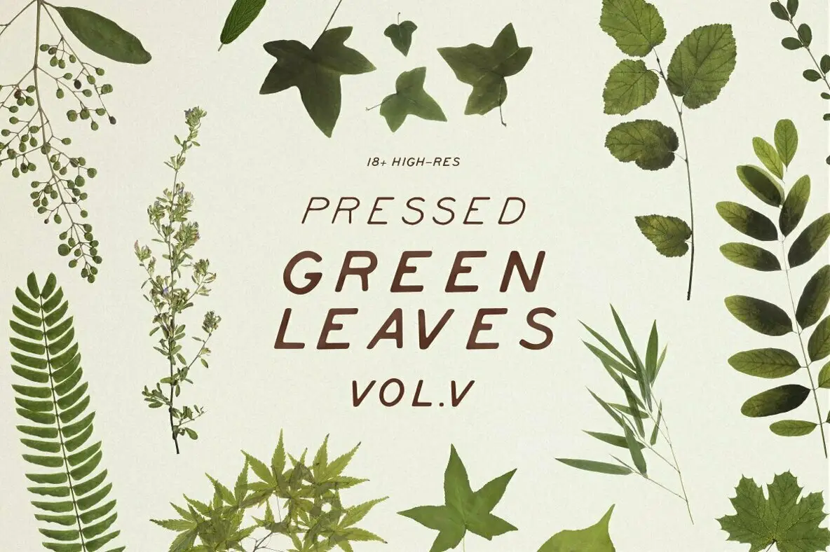 Pressed Green Leaves Vol.5