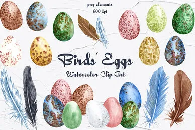 Birds Eggs Watercolor Clipart