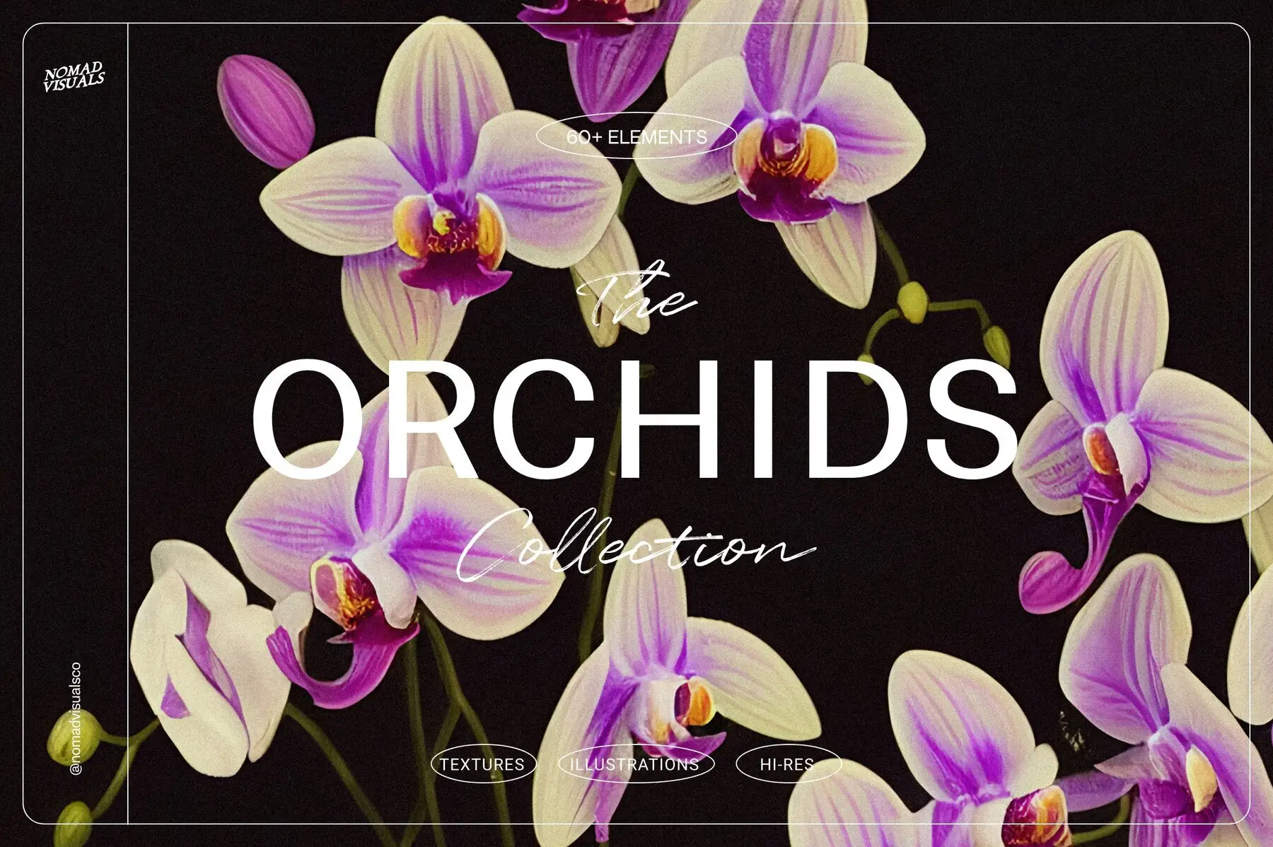 Orchids