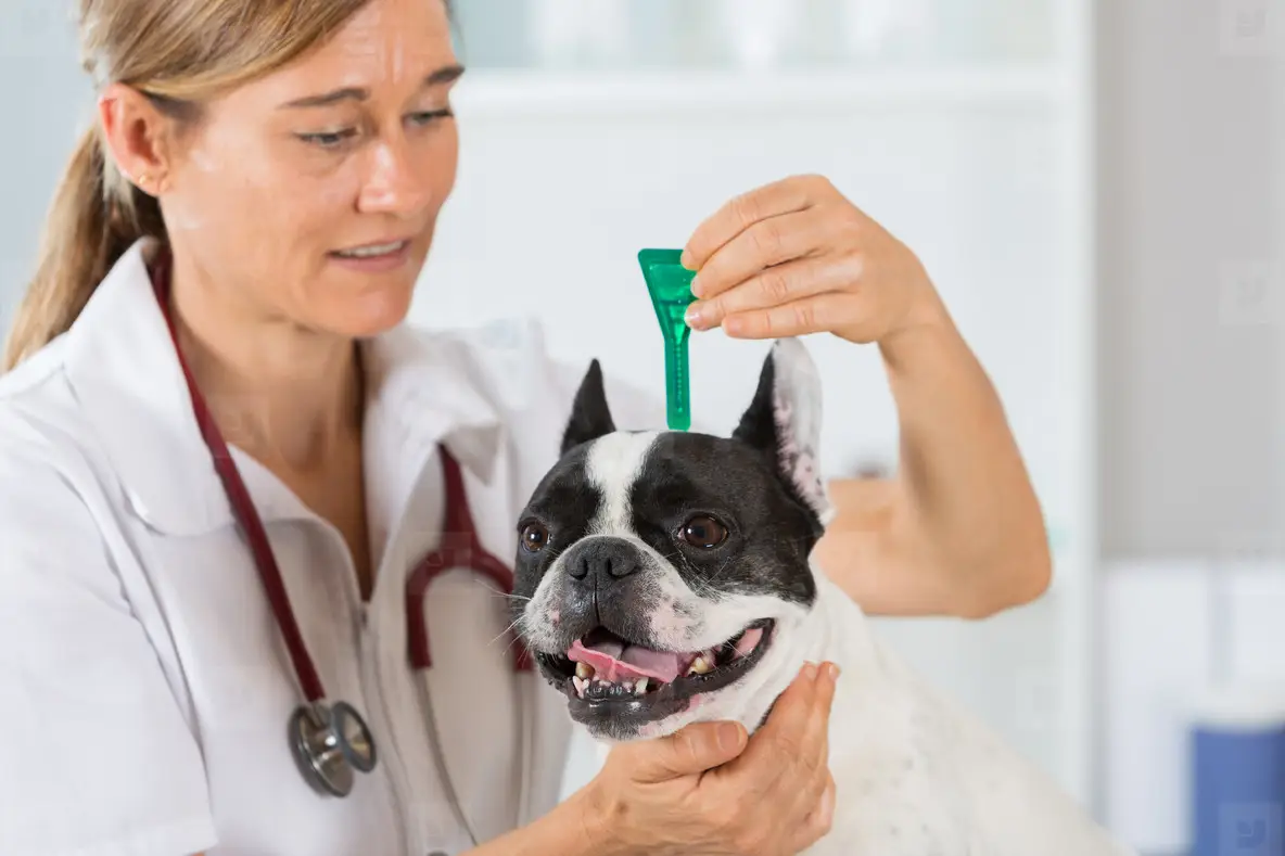 Aesthetic Pet Health Clinic Veterinary Clinic Photo (106146