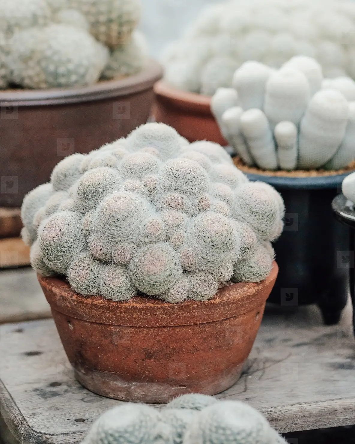 Mammillaria Cactus Photo (114874) - YouWorkForThem