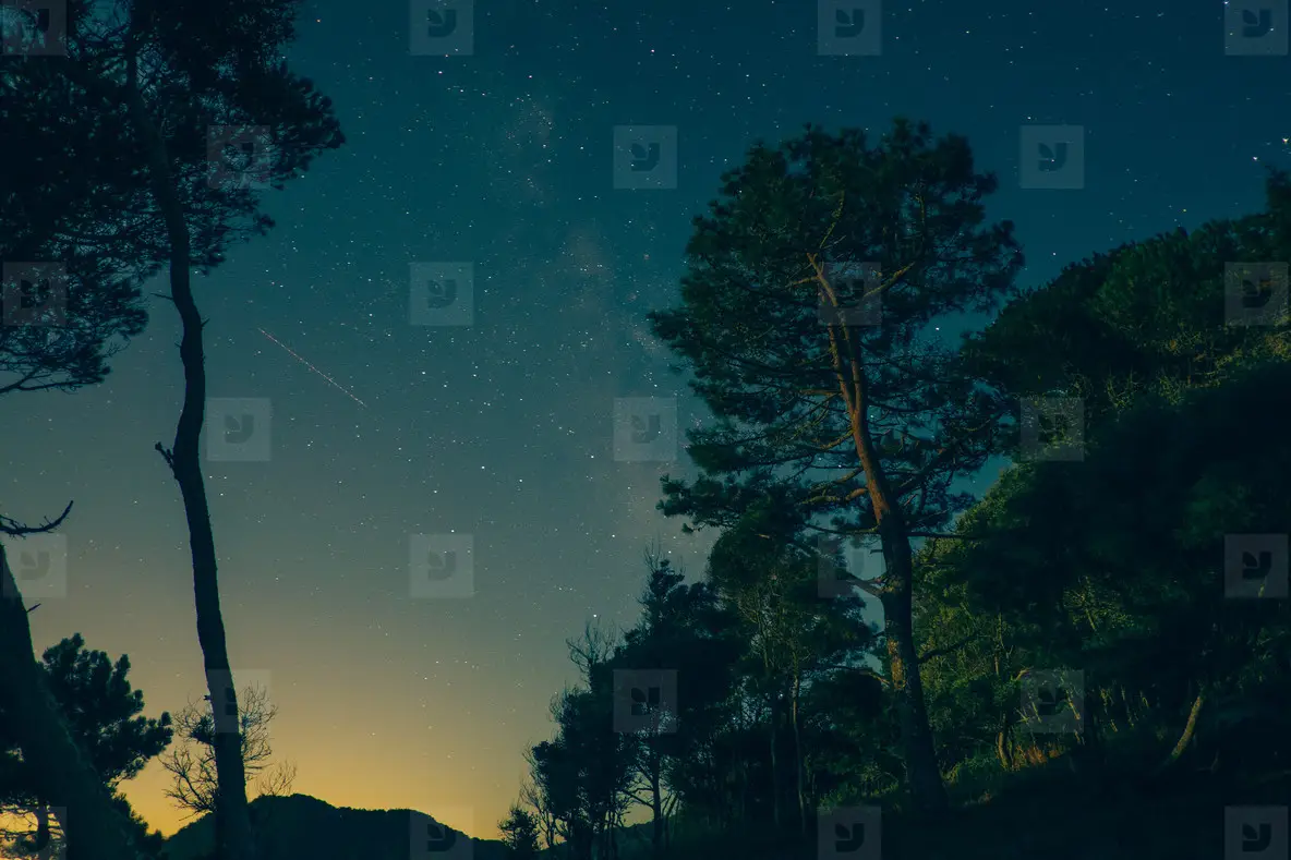 Night Sky And Trees Photo (117425) - YouWorkForThem