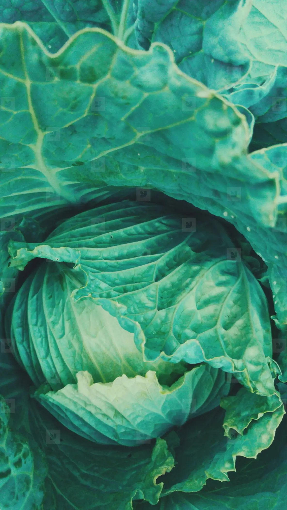 Cabbage Texture Photo (130950) - YouWorkForThem
