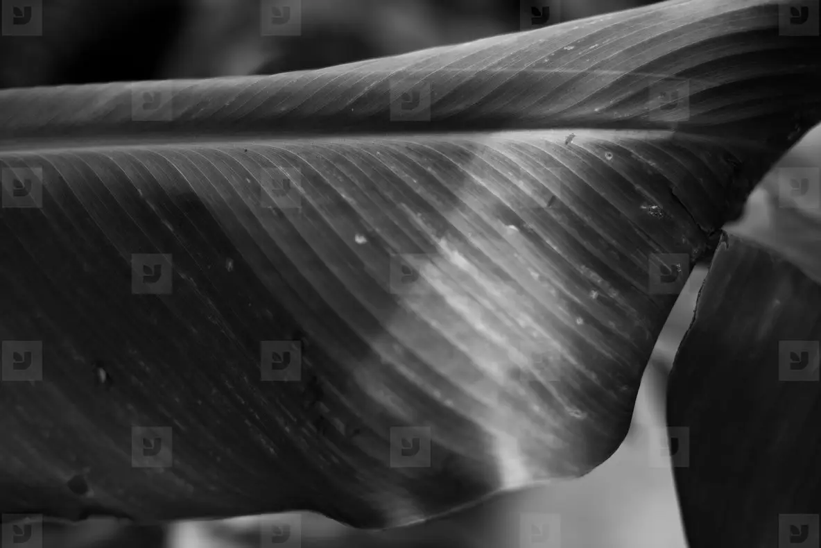 Black and White Leaves  16