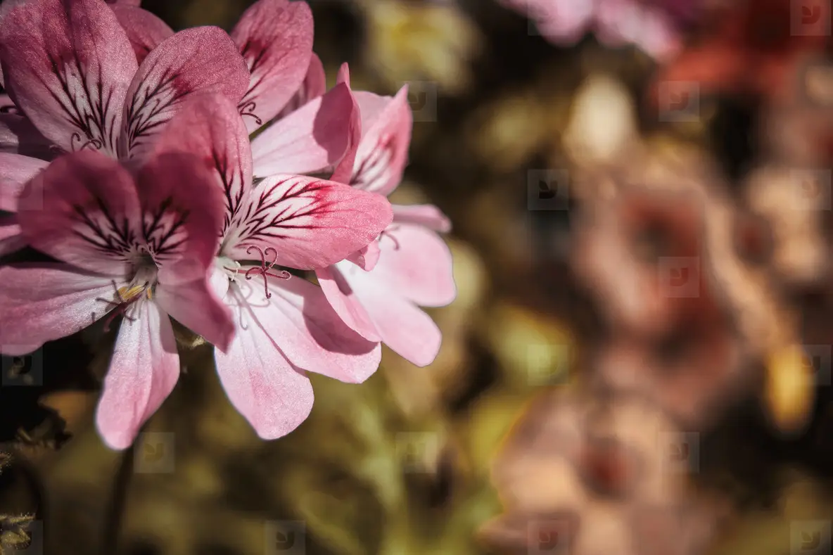 Gen Roses Close Up Geranium Roses Flowers With Natural Light Photo (140479 ...