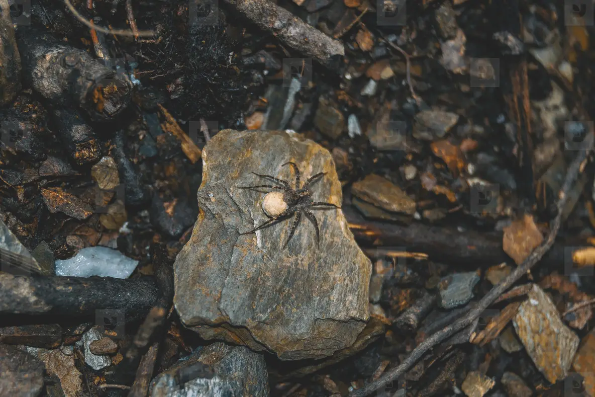 brown spider with egg sack on the ground of a forest  on top of