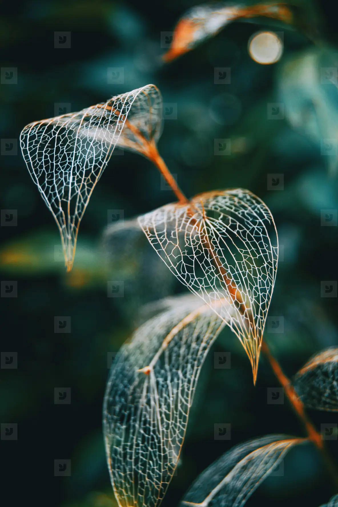 Delicate leaf skeleton macro close up