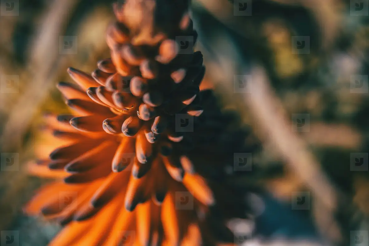 Intense red flower of ferocious aloe in sunlight