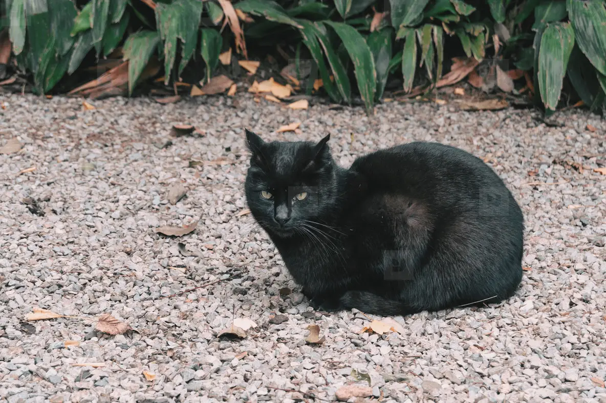 Black Cat Lying On The Stones Floor Photo (146438) YouWorkForThem