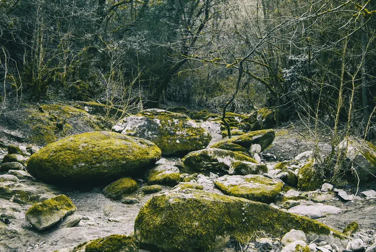 Large stone path with green moss in the middle of the forest
