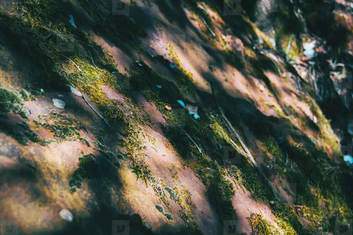 Moss covered by some pieces of snow