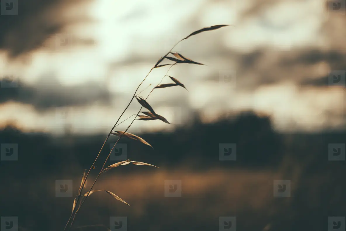 wind