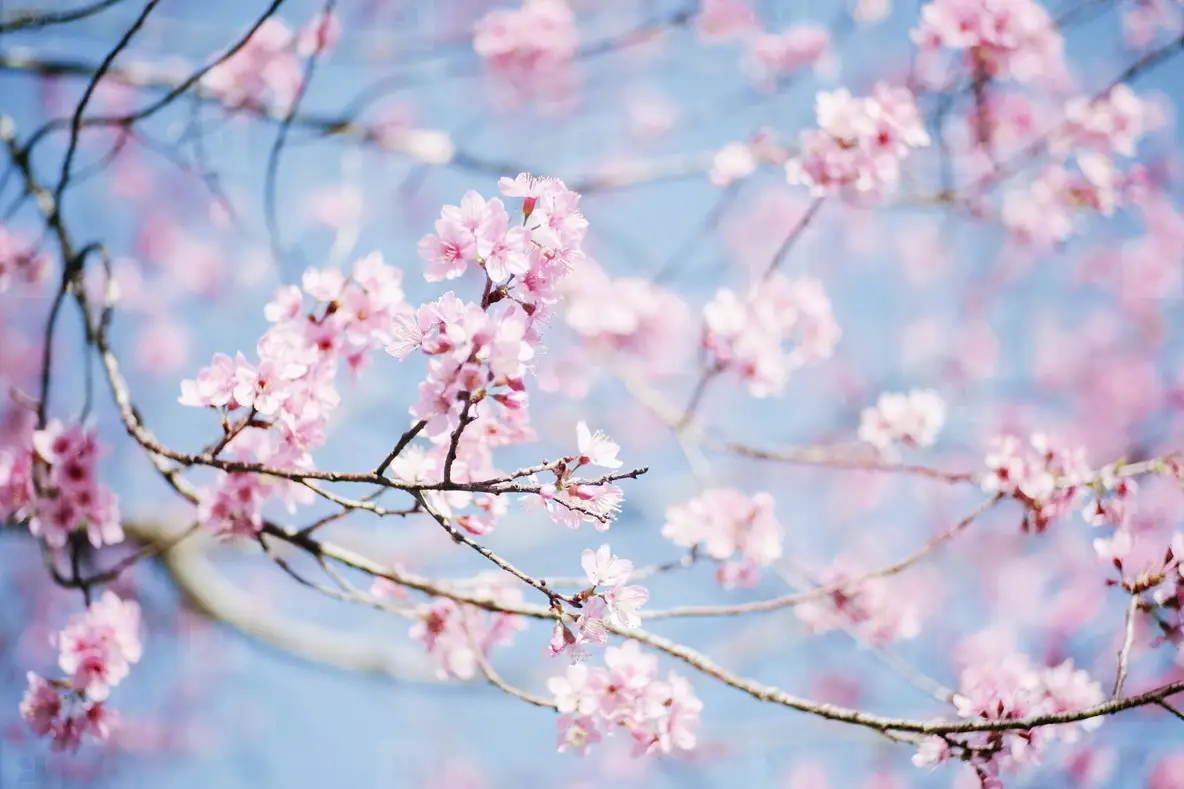 Cherry Blossom 04