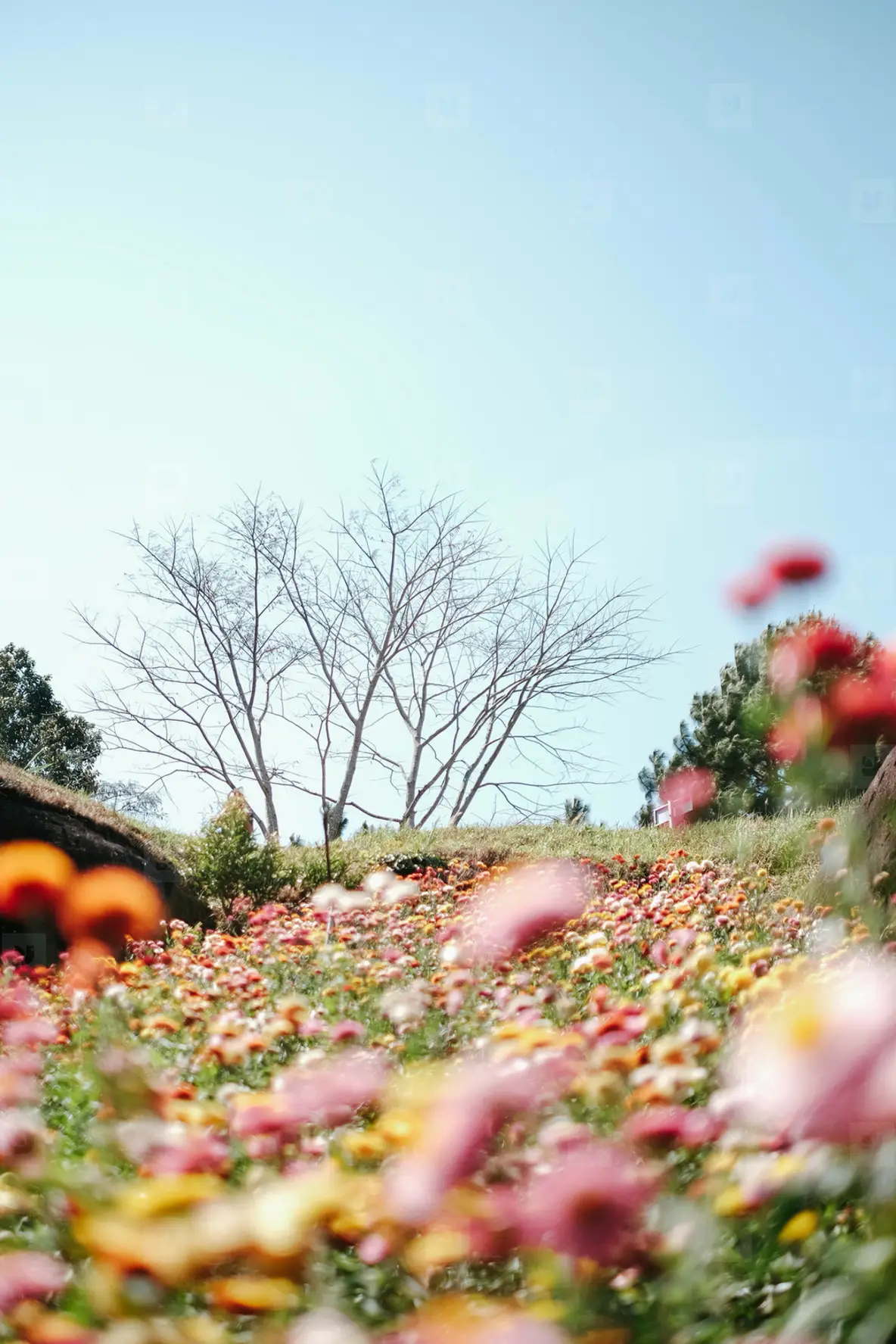 Beautiful Garden Flowers On Hill Photo (165351) - YouWorkForThem, image size:1184x1775