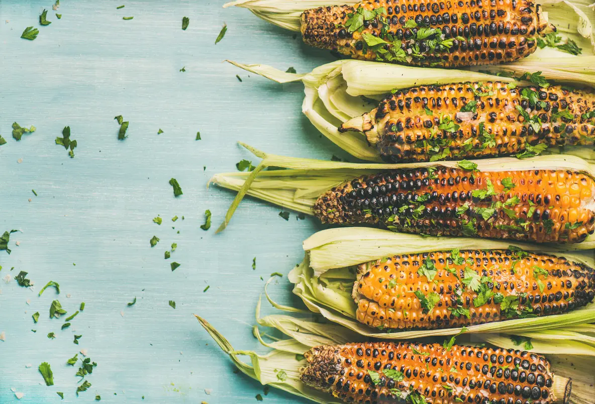 Grilled sweet corn with cilantro over blue background  copy space