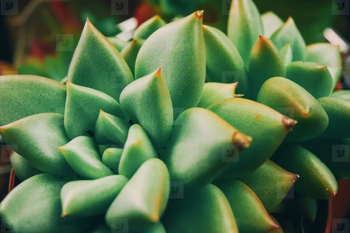 Amazing Close Up Of An Exotic Succulent Plant Photo (171040) -  YouWorkForThem