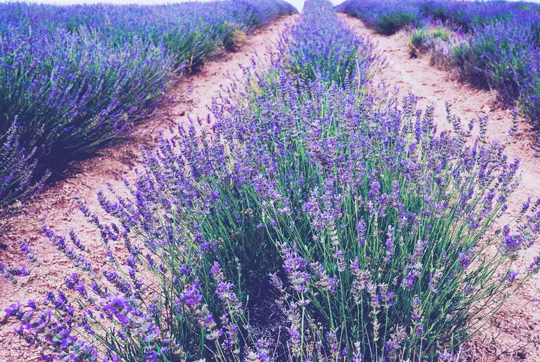 Beautiful lavender fields in bloom