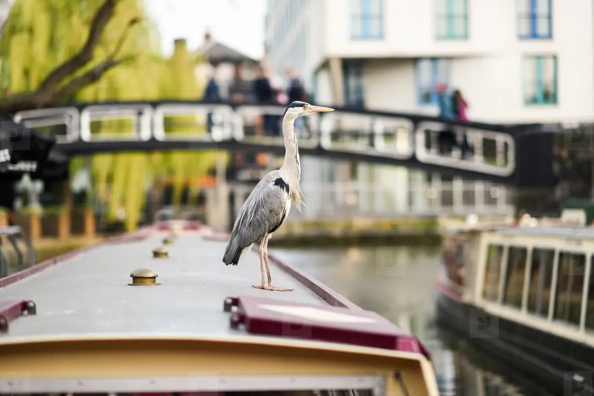 Heron or ardea cinerea in Little Venice  Camden town  London  UK