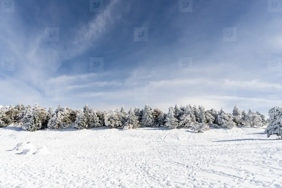 Snowed pine treer in ski resort of Sierra Nevada