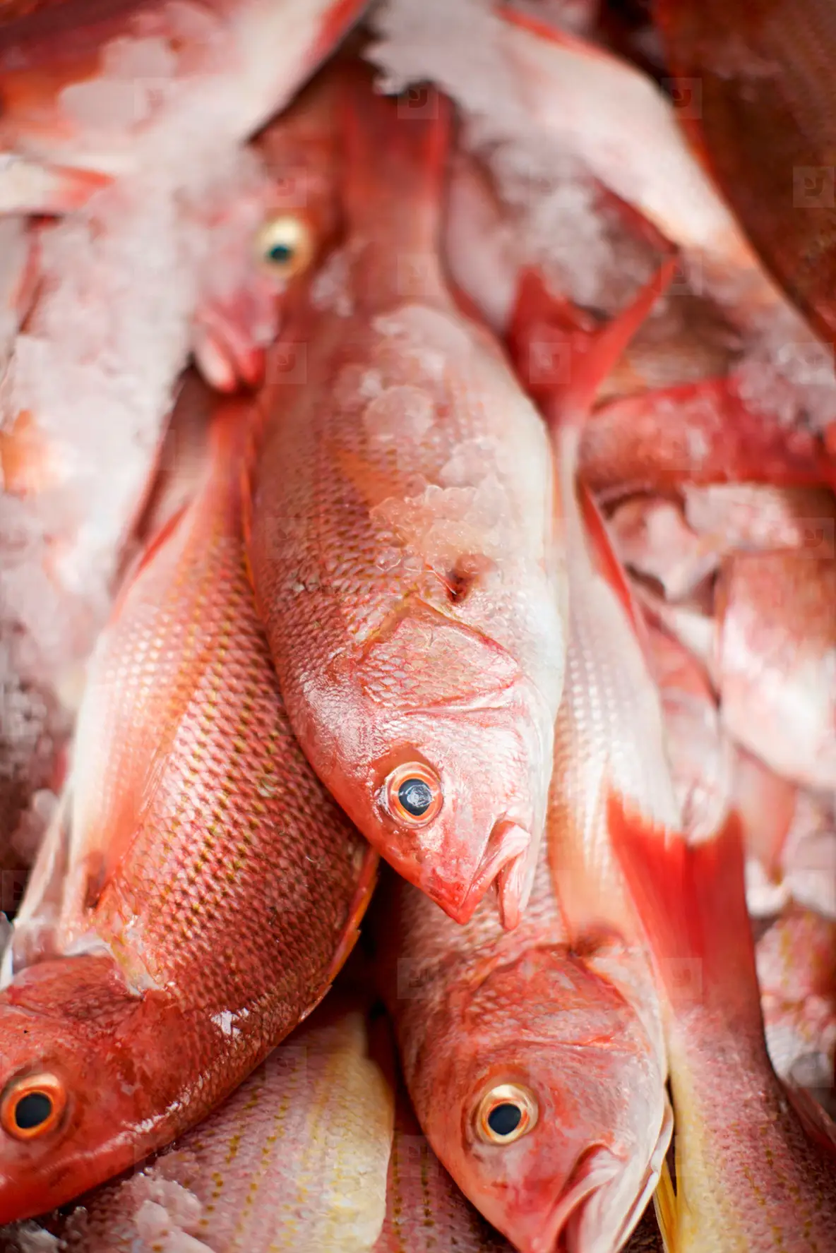 Close up red snapper fish on ice