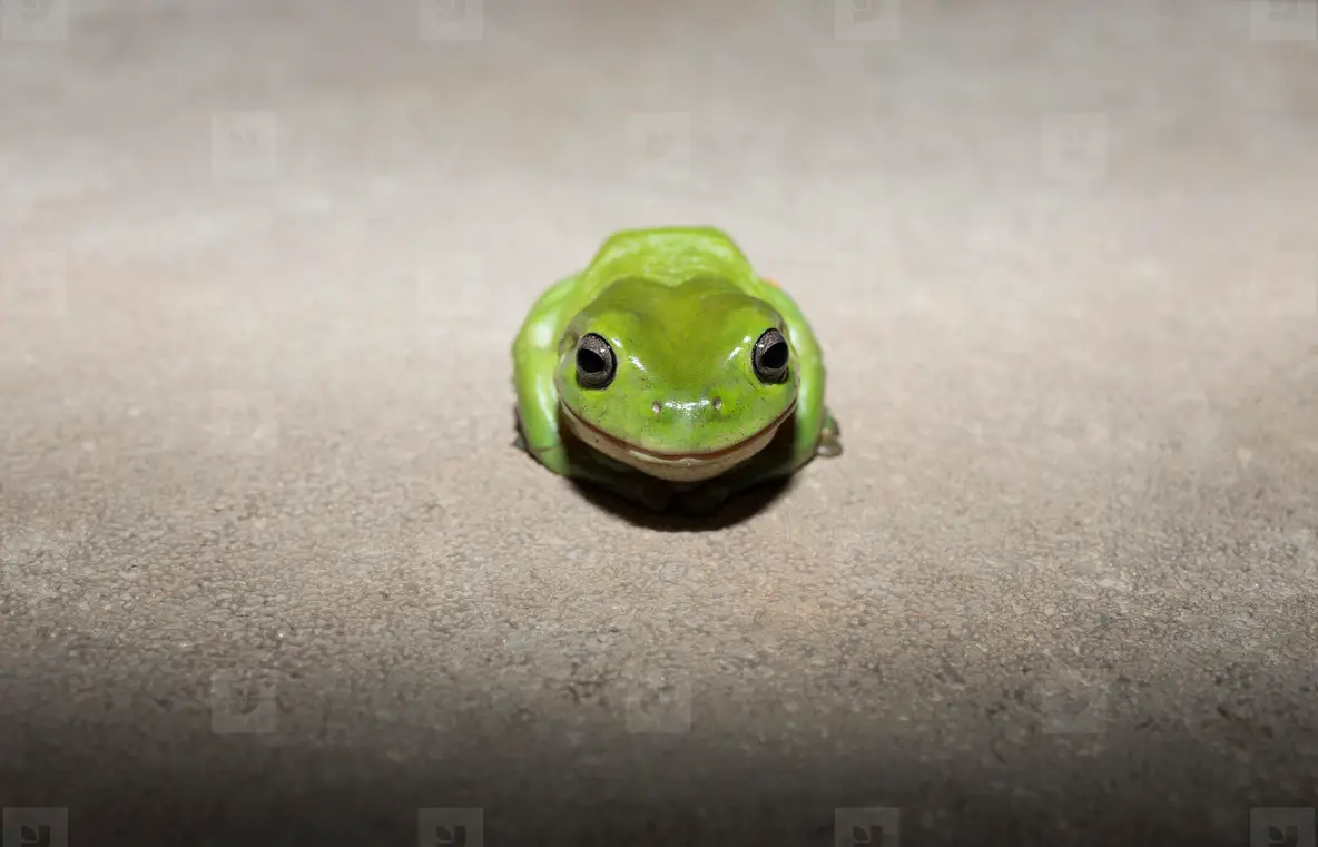 Portrait Cute, Tiny Green Tree Frog Photo (187337) - YouWorkForThem, image size:1184x761