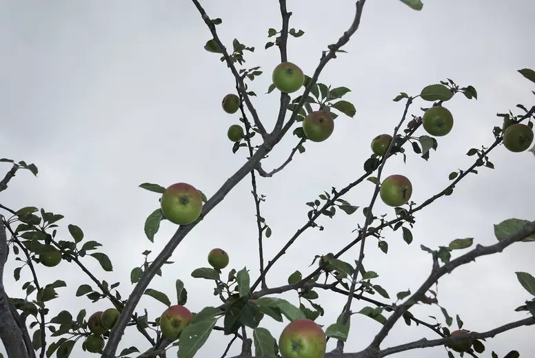 Apple tree against overcast sky